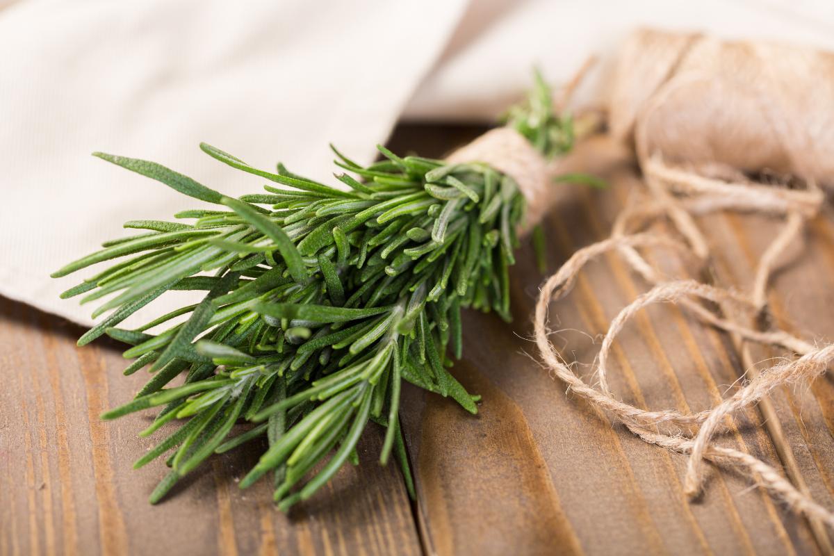 Cheiro de alecrim capa 1