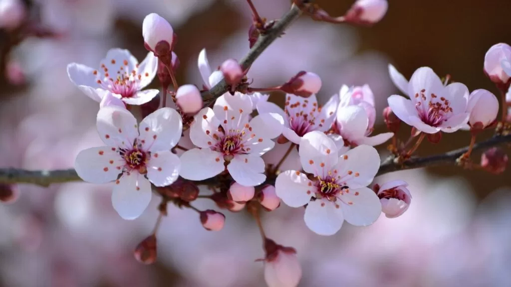 Qual o significado da flor de cerejeira: flor de cerejeira em galho.