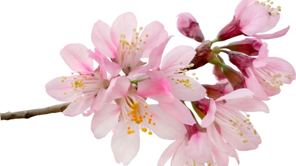 Flor de cerejeira