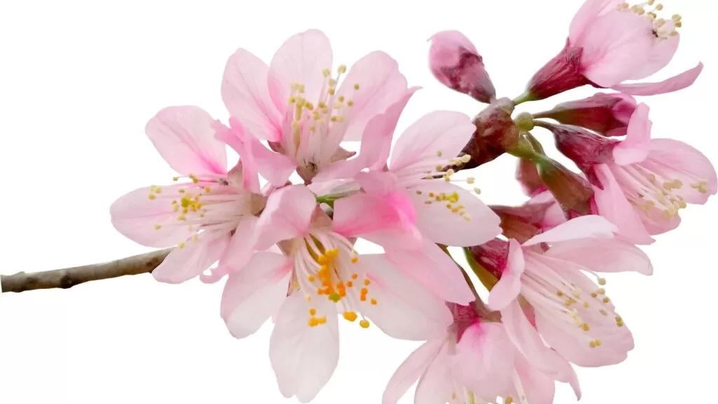 Flor de cerejeira
