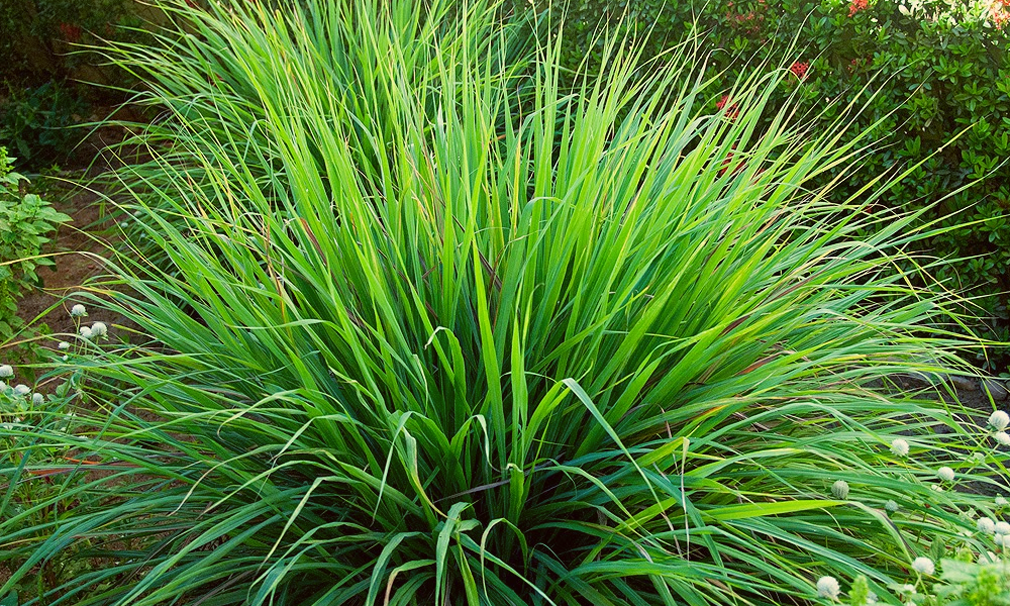 Moita de capim limão