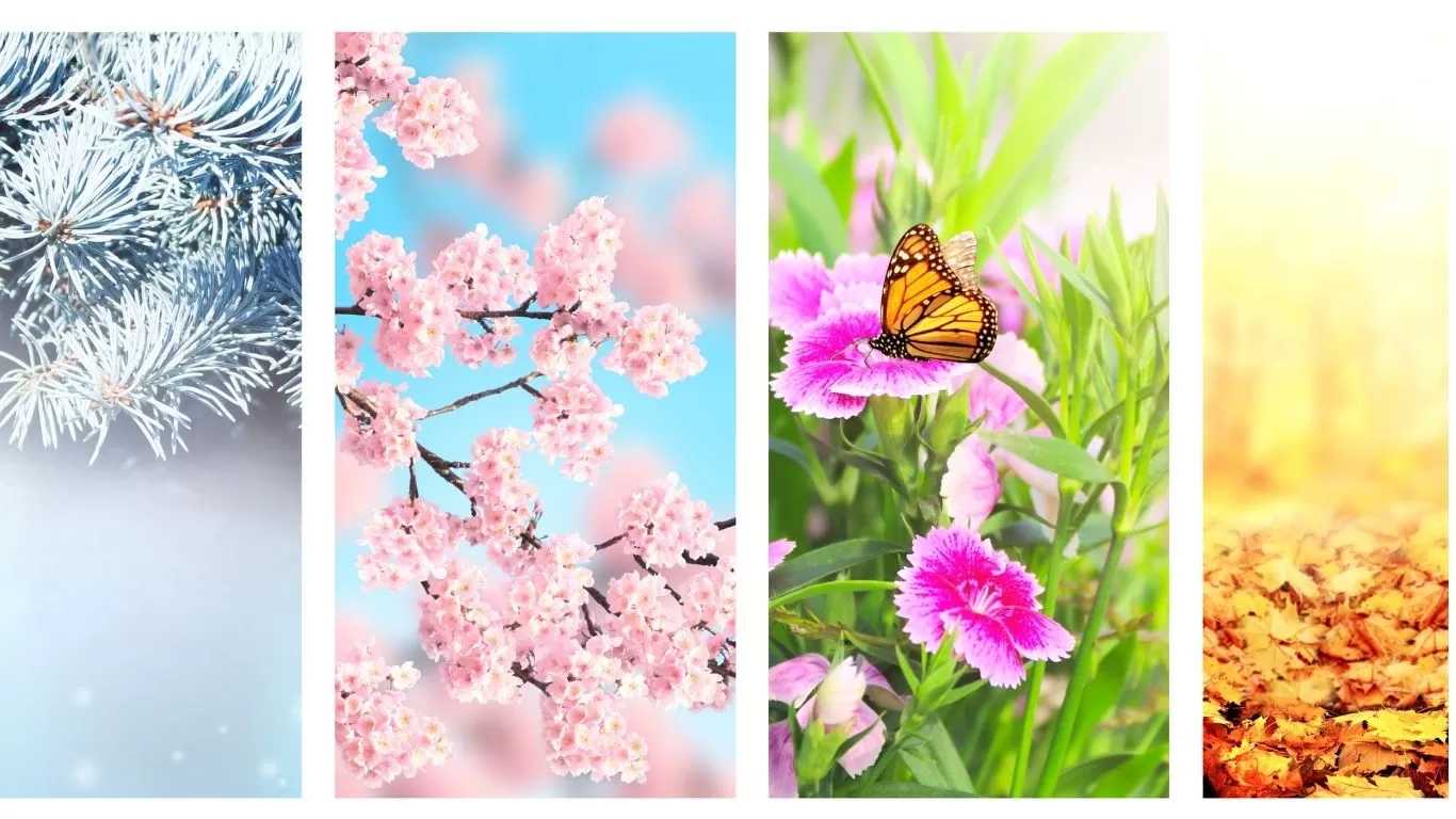 Fragrâncias sazonais: 4 imagens uma ao lado da outra com flores e borboletas representando cada estação do ano.