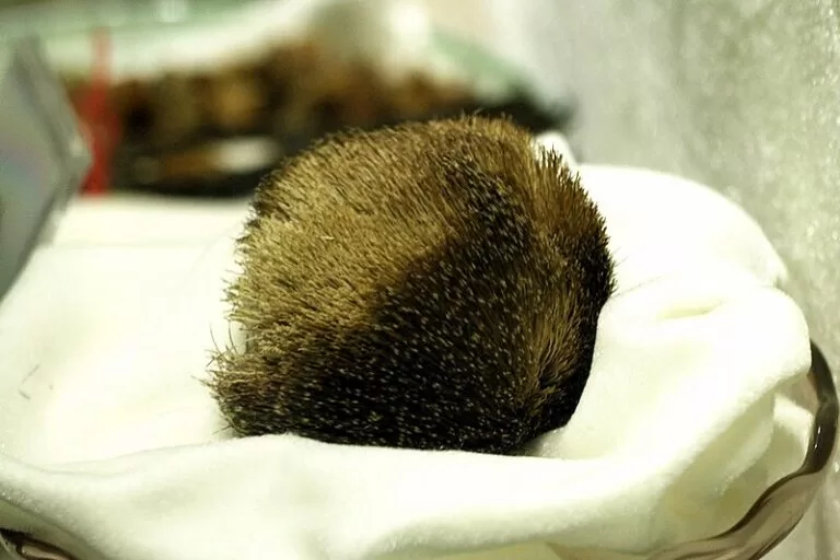 Cheiro almiscarado: foto do almíscar ainda ao natural.