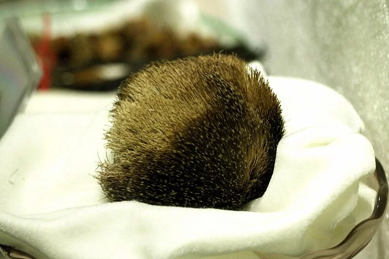 Cheiro almiscarado: foto do almíscar ainda ao natural.