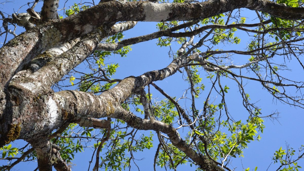 o que e sandalo arvore